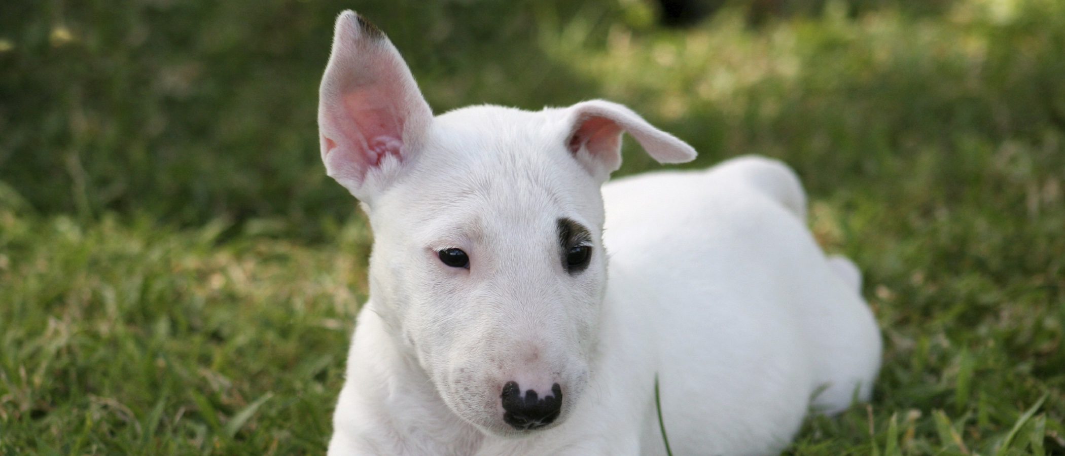 Características de los perros Bull Terrier: una mascota pequeña pero fuerte