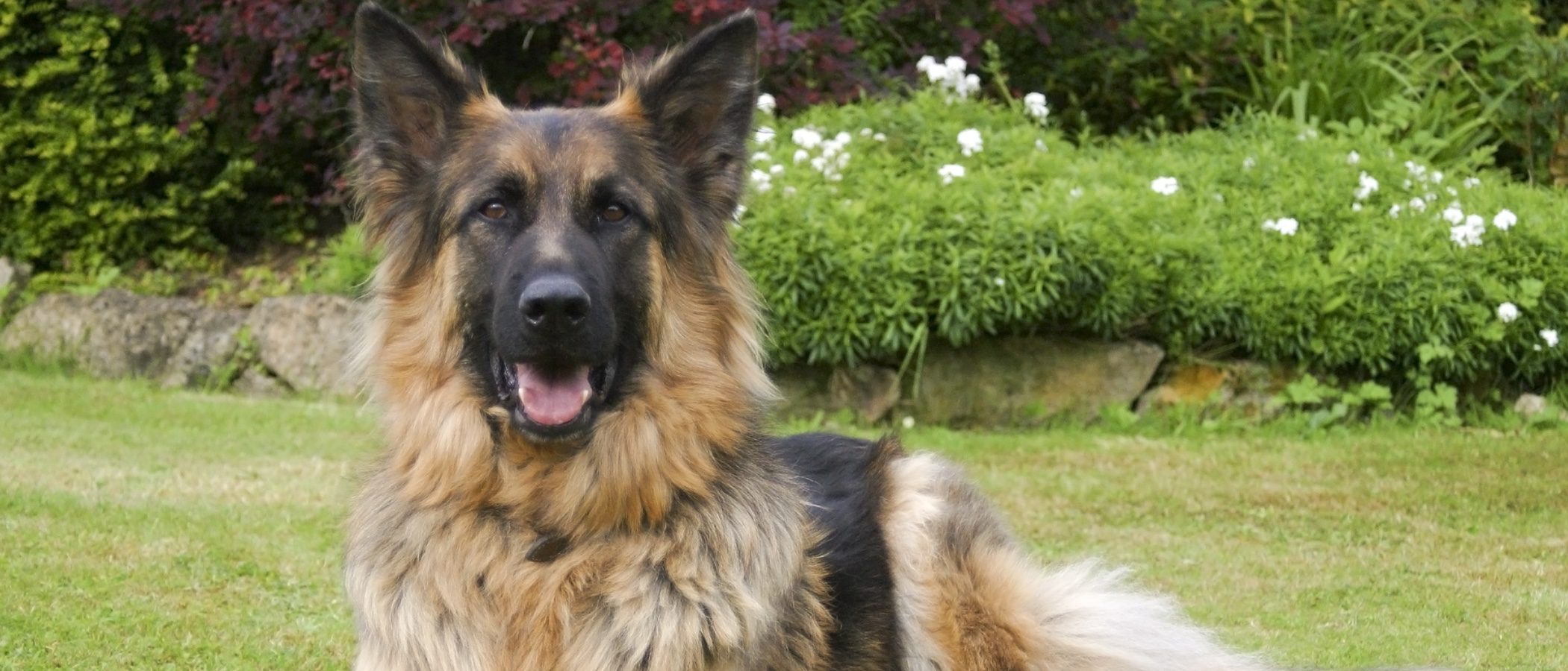 Pastor alemán: Razas de perros