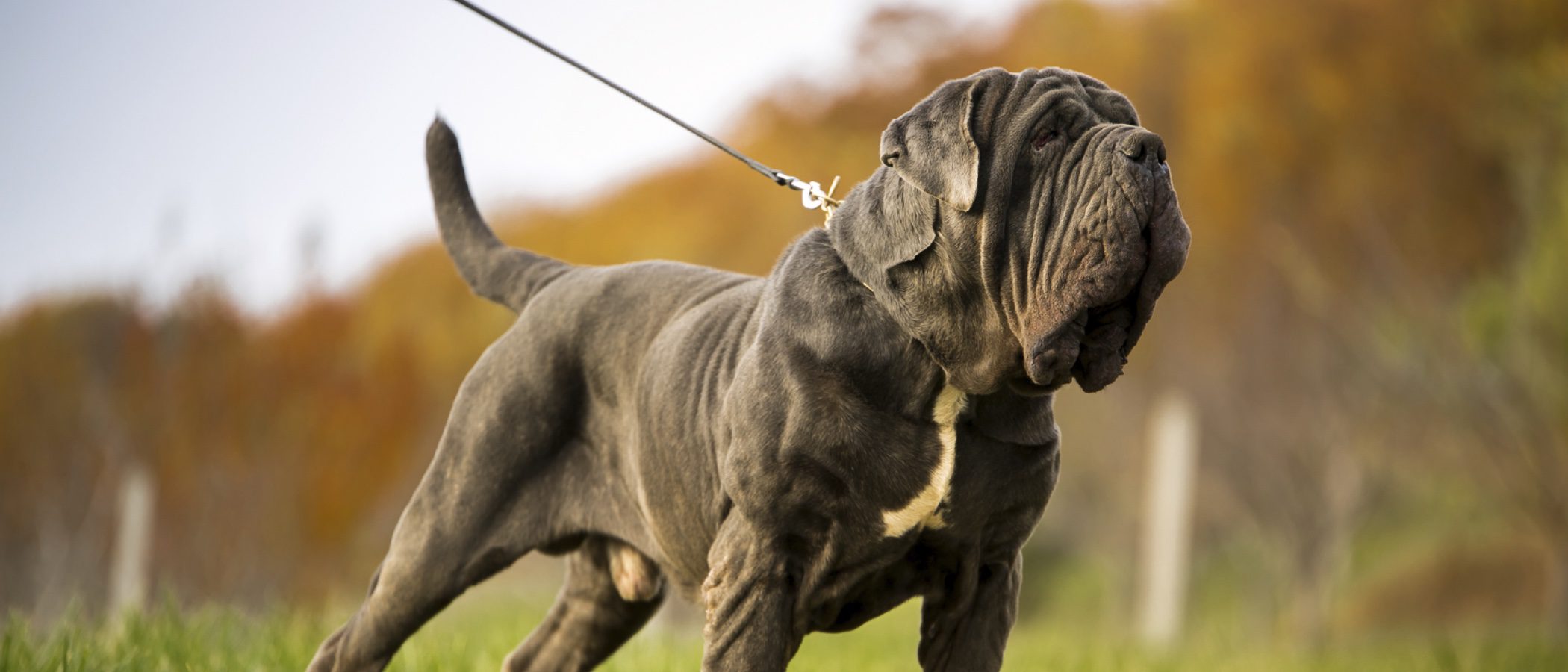 Razas de perros: Mastín napolitano