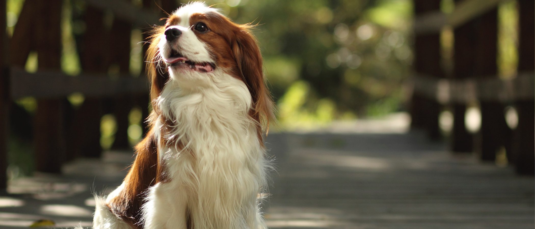 Razas de perros: Cavalier King Charles Spaniel