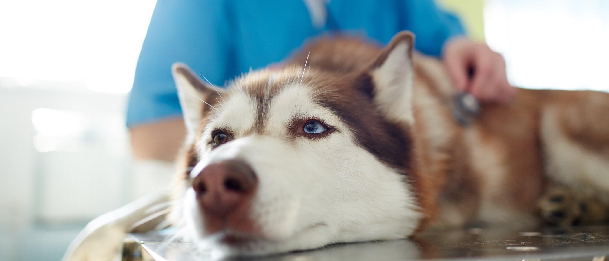 Los perros también pueden sufrir un resfriado