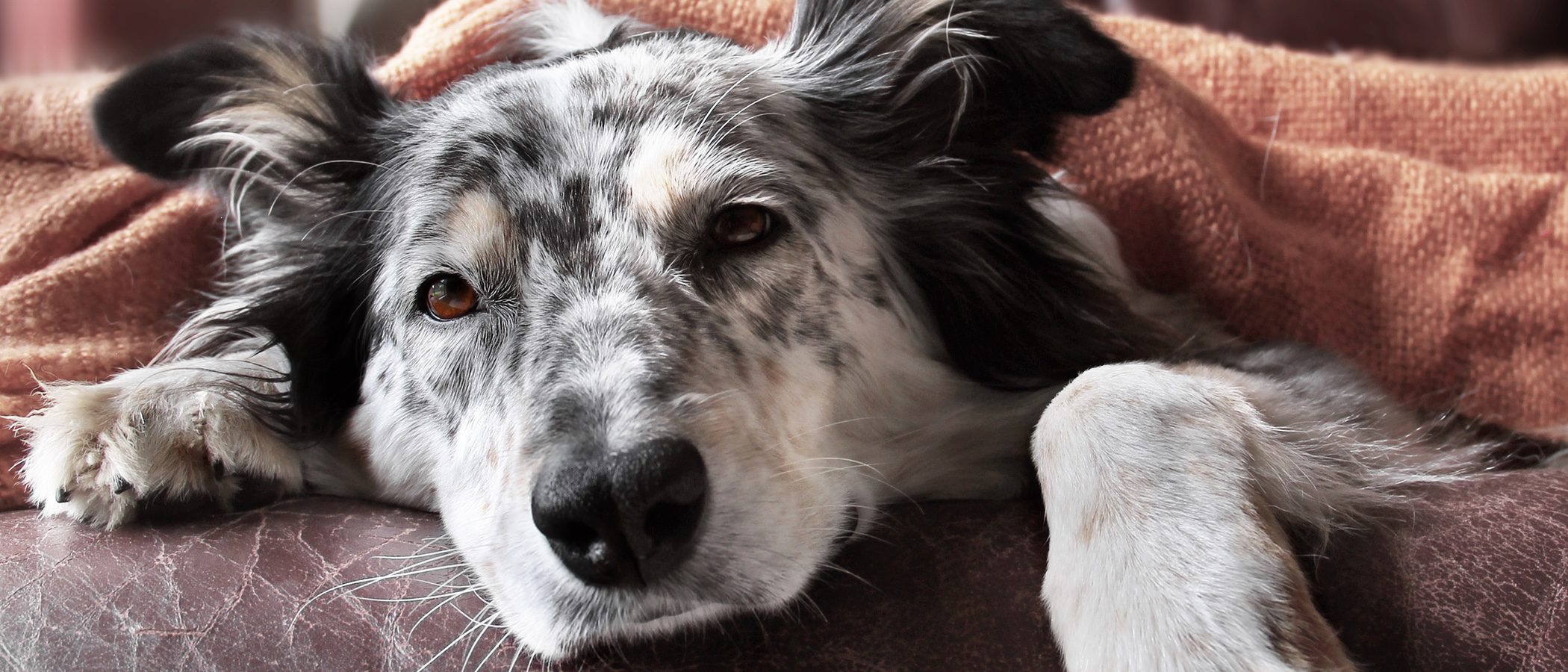 ¿Cómo puedo hacer que mi perro tenga menos gases?