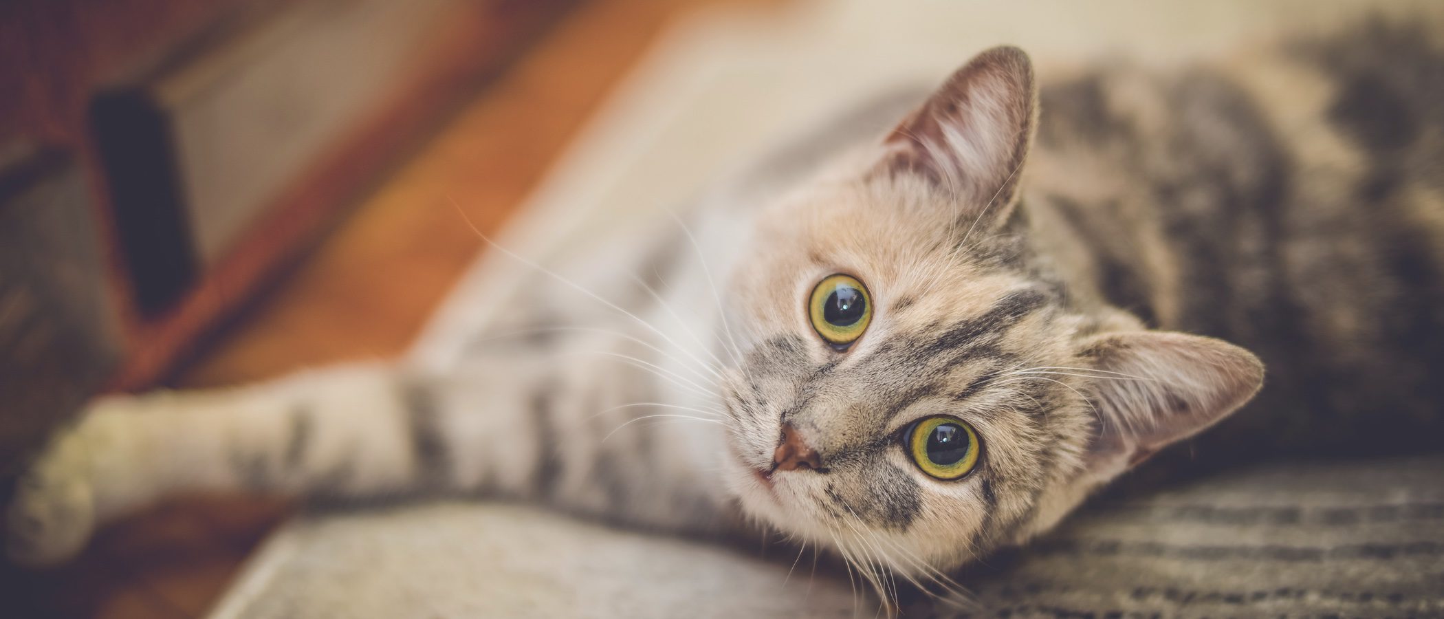 Cómo elegir la arena adecuada para tu gato