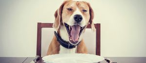 5 postres sanos y adecuados para perros