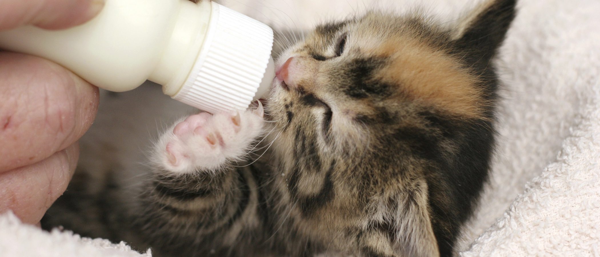 Cómo dar correctamente el biberón a un gato