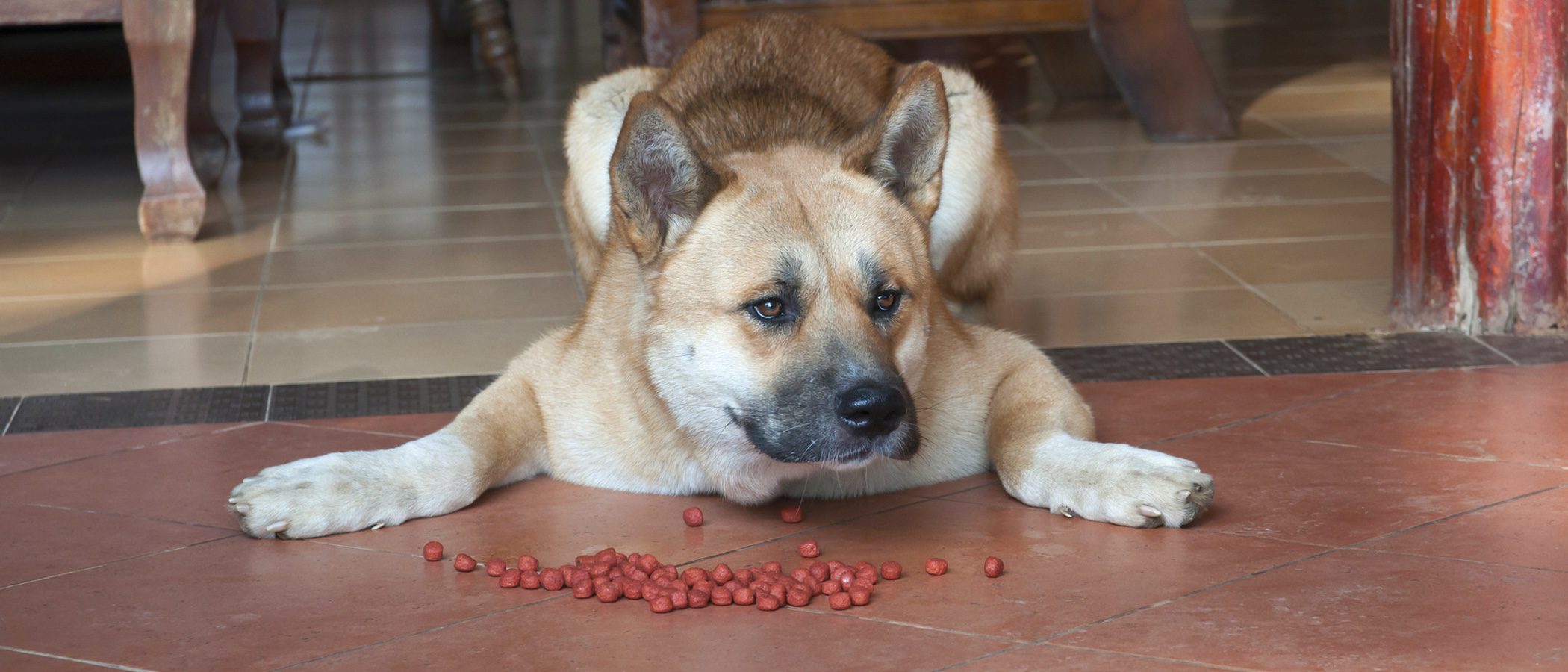 Mi perro no come, ¿a qué se puede deber?