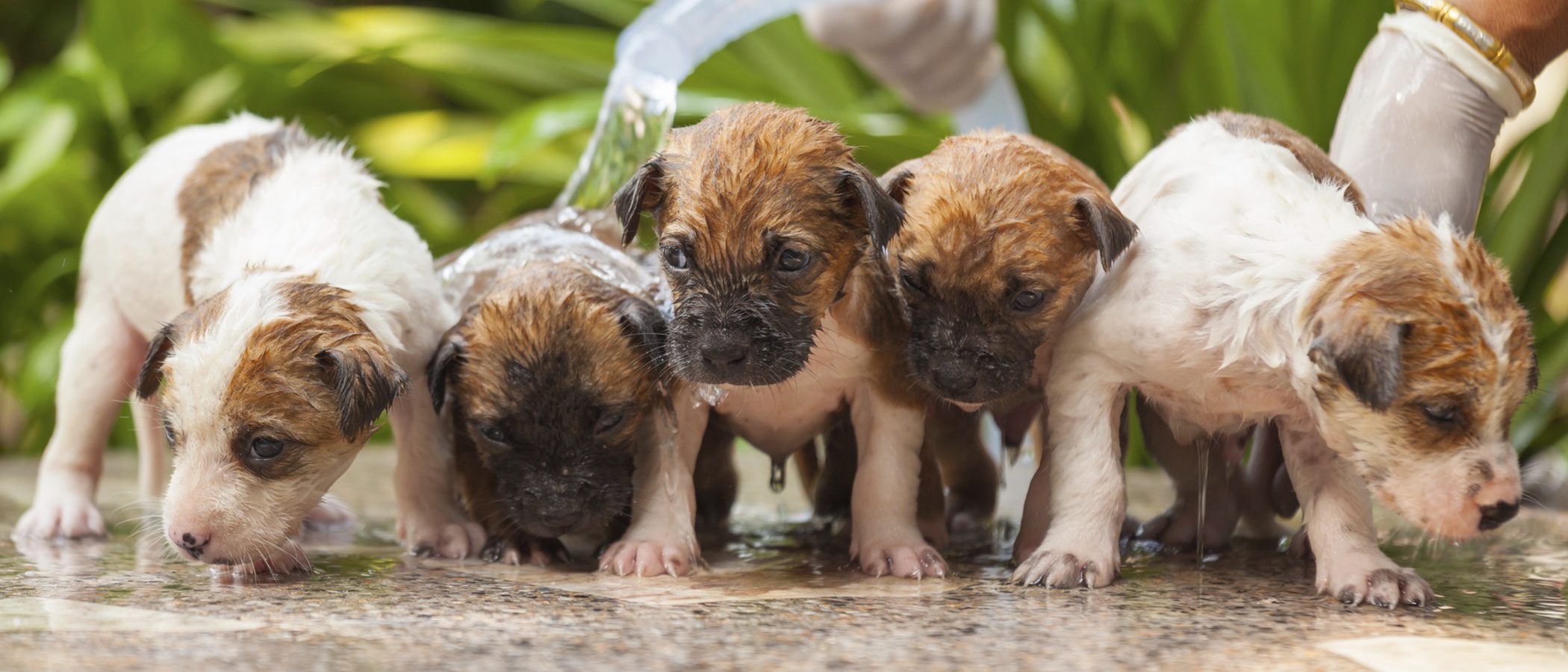 Claves para escoger el champú más adecuado para tu perro