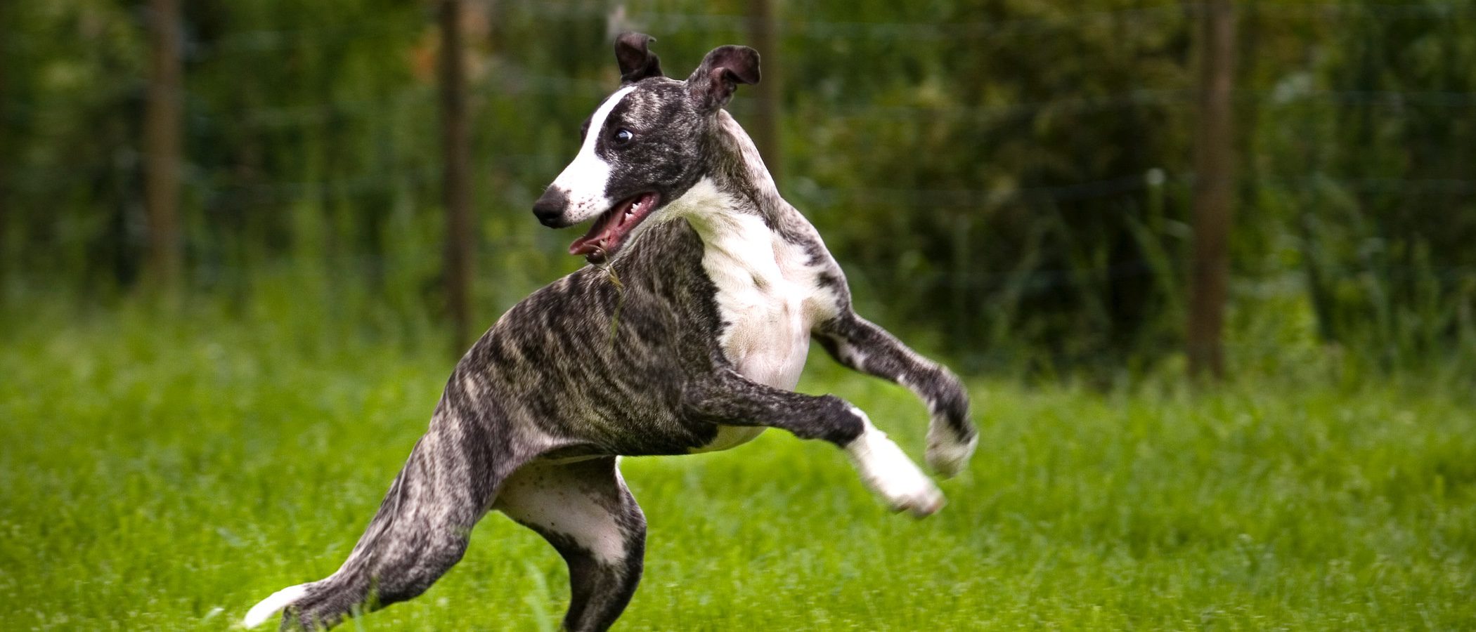 Razas de perros: Whippet