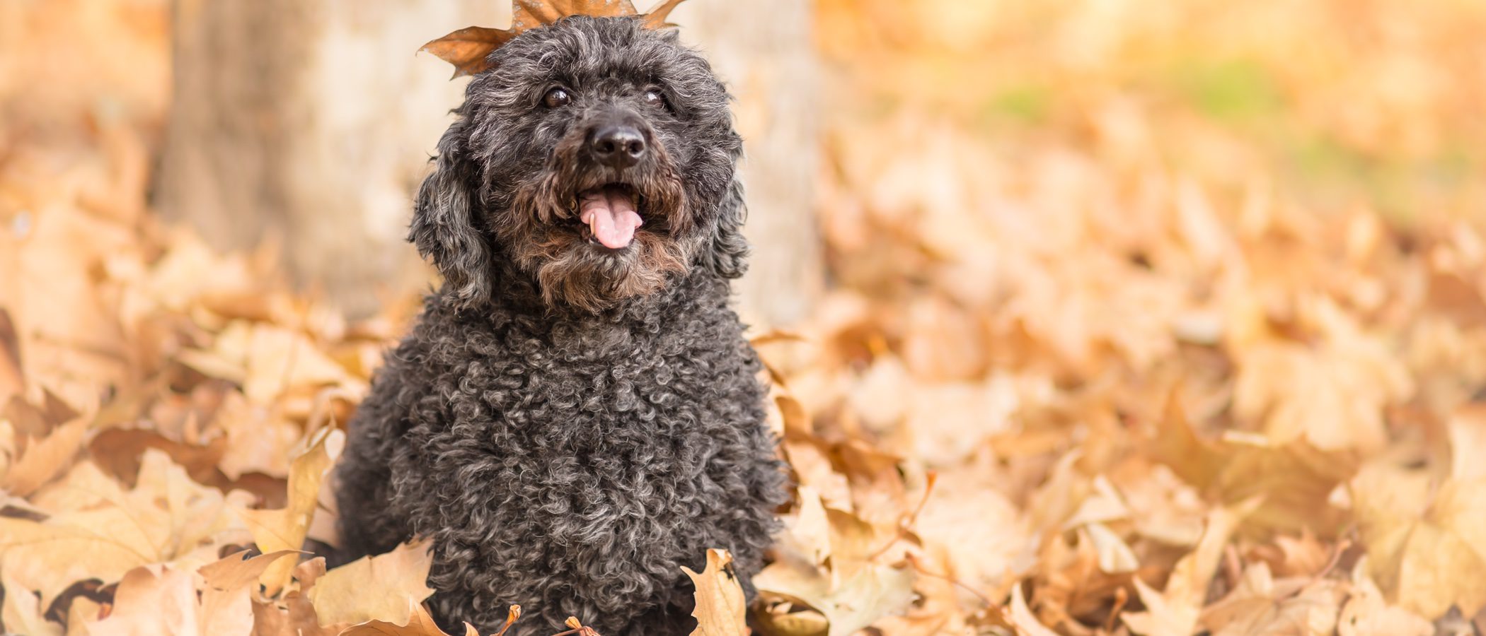 Razas de perros: Puli