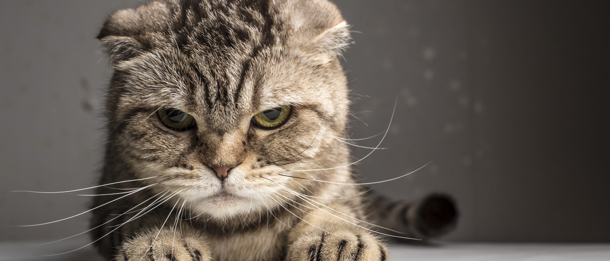 Señales que nos muestran que nuestro gato está envejeciendo