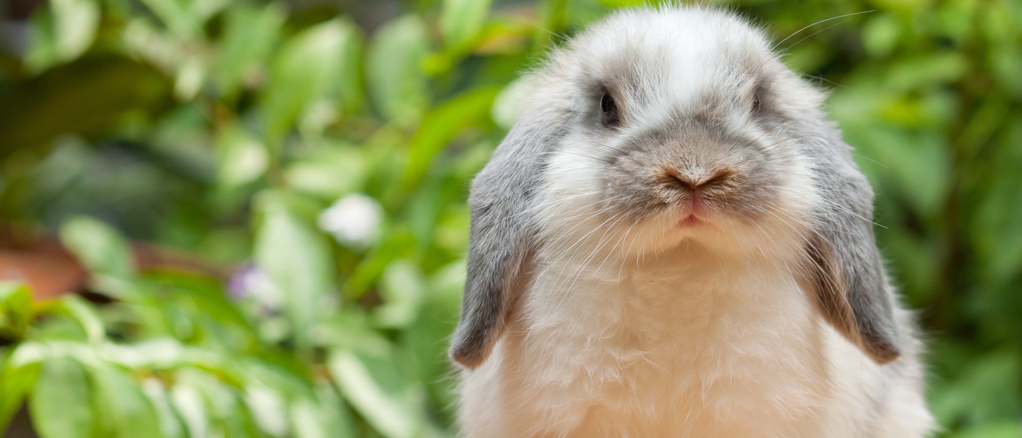 Conejos: descubre a estos adorables animales que pueden ser domésticos