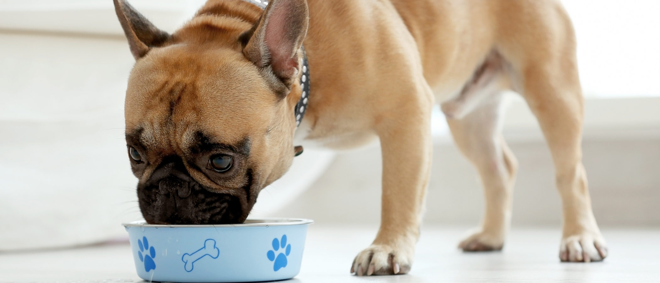 ¿Cuáles son los efectos curativos de la miel en los perros?