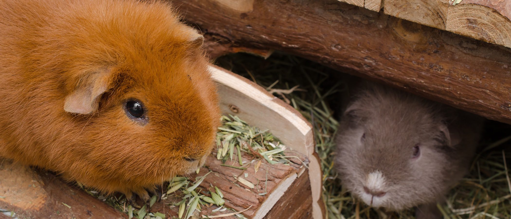 ¿Por qué deberías comprarte una cobaya?