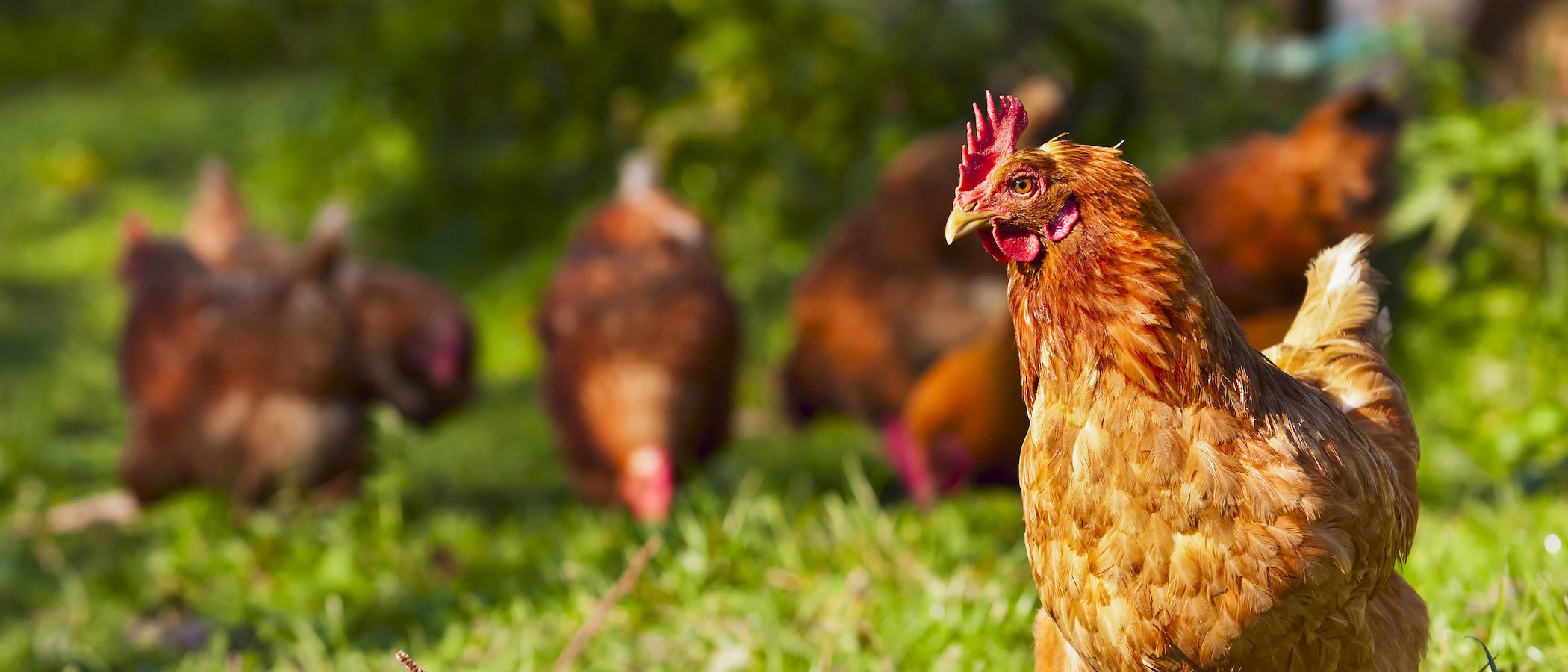 Razas de gallinas: conoce las razas españolas más importantes