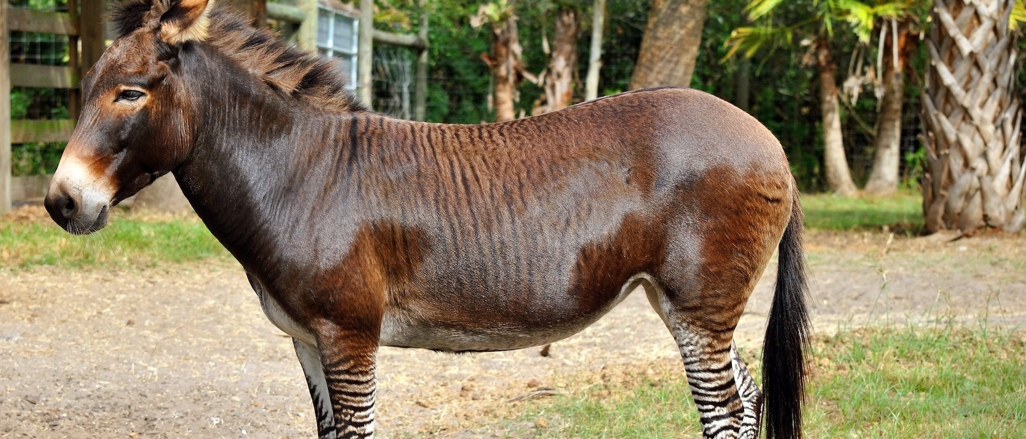 Animales híbridos