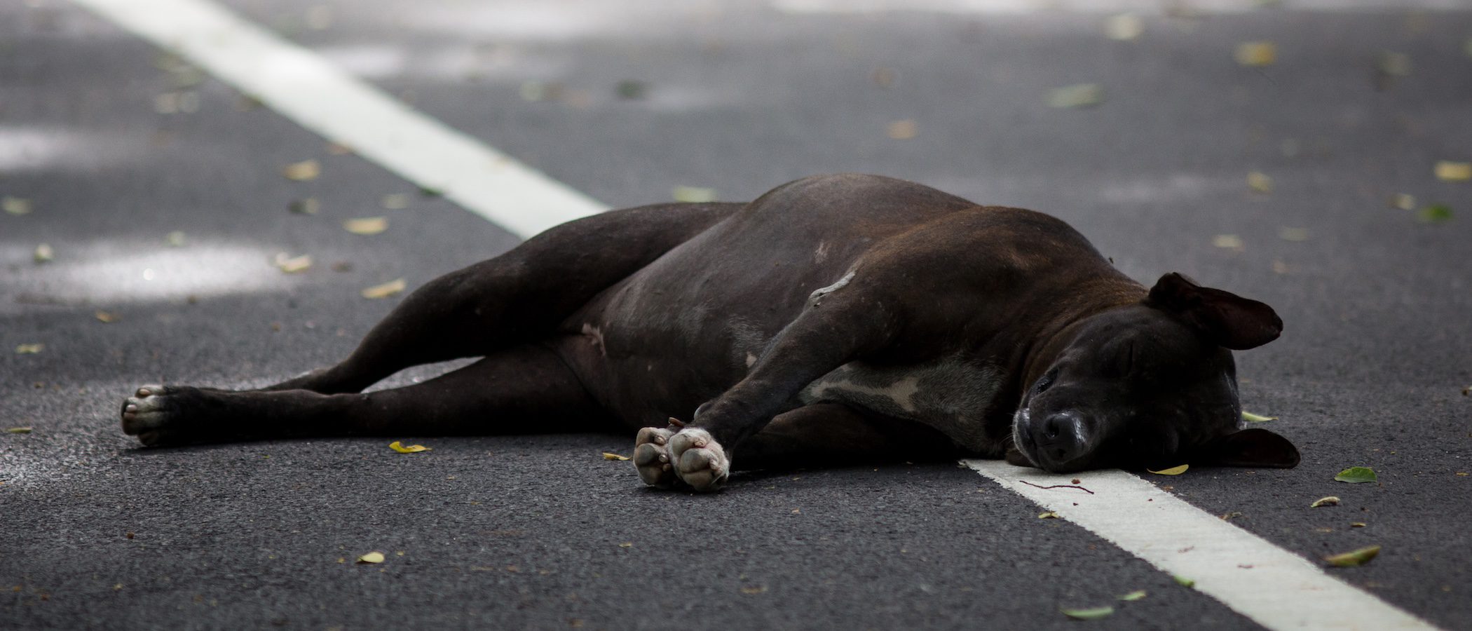 Las 10 razas de perros con menos esperanza de vida