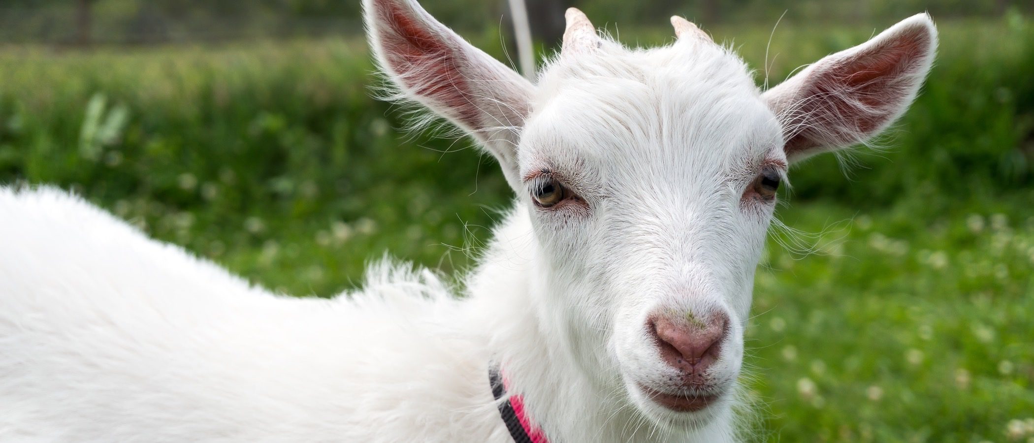 La cabra como animal doméstico, ¿la tendrías de mascota?