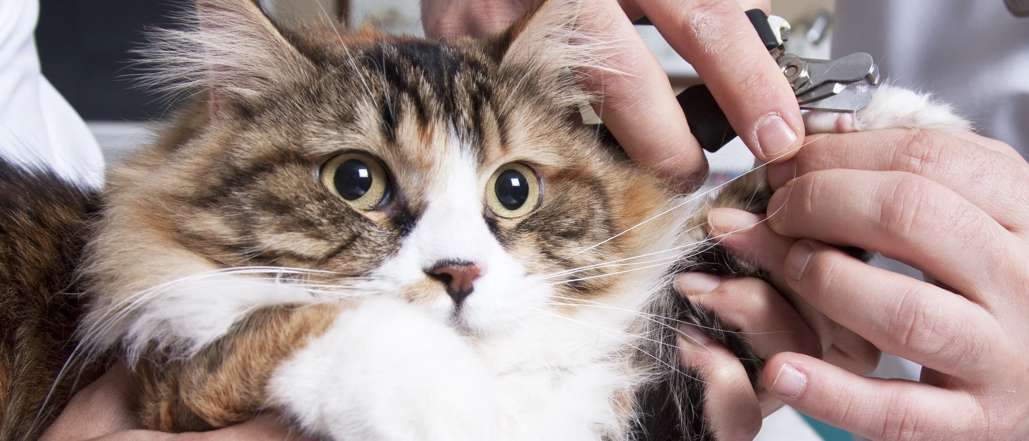 Cómo cortar las uñas a un gato