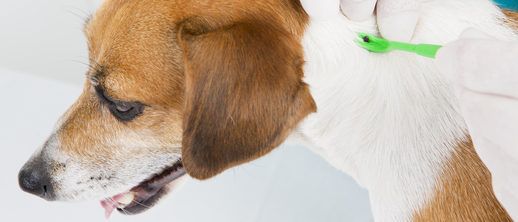 Cómo prevenir que tu mascota sea víctima de las garrapatas