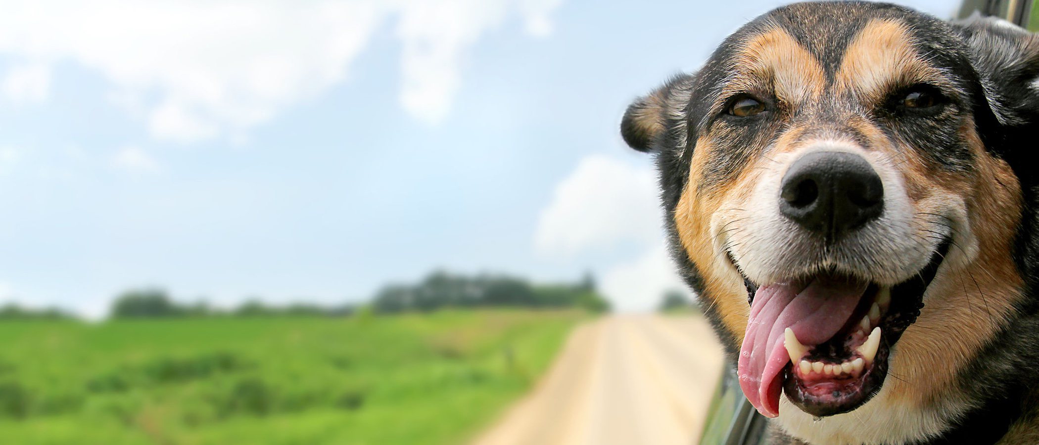 Perro con mal aliento, ¿cómo solucionarlo?