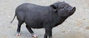 Pros y contras de tener un cerdo vietnamita como mascota