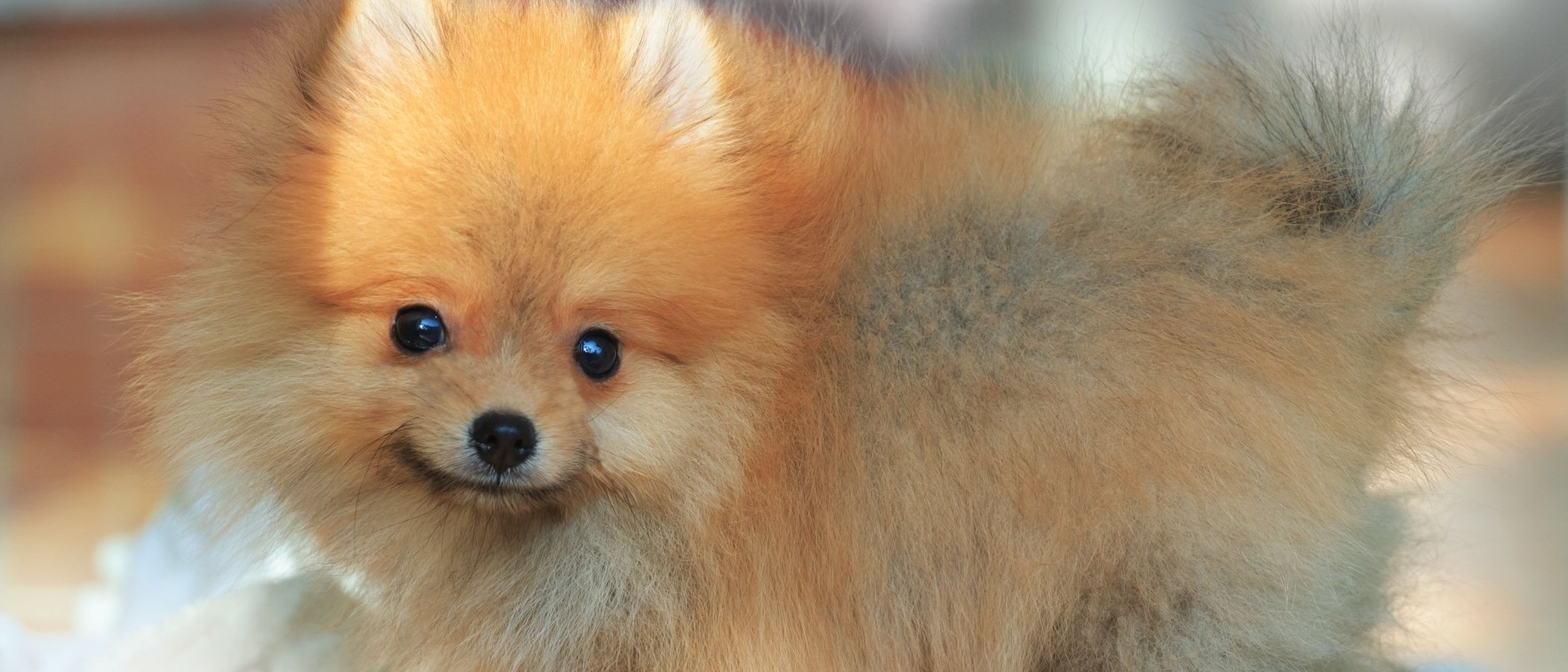 Cómo cuidar el pelo a un perro pomerania