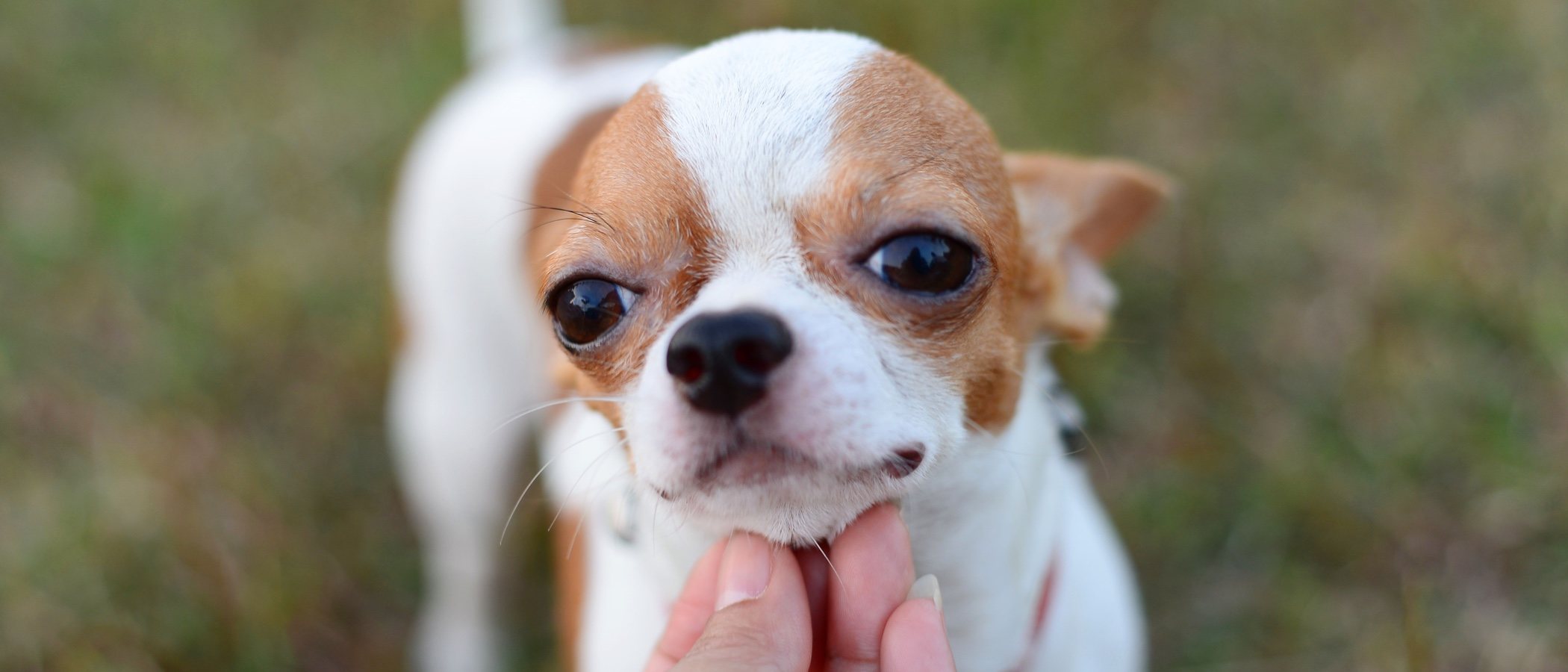 Tipos de chihuahua: una raza muy pequeña