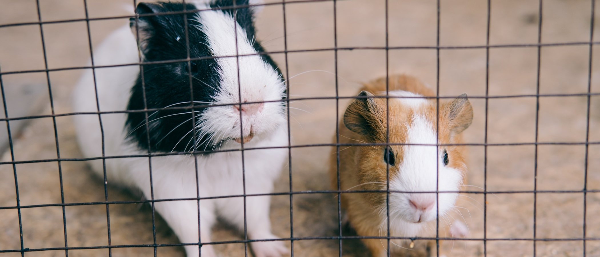 Consejos para escoger la mejor jaula para tu cobaya