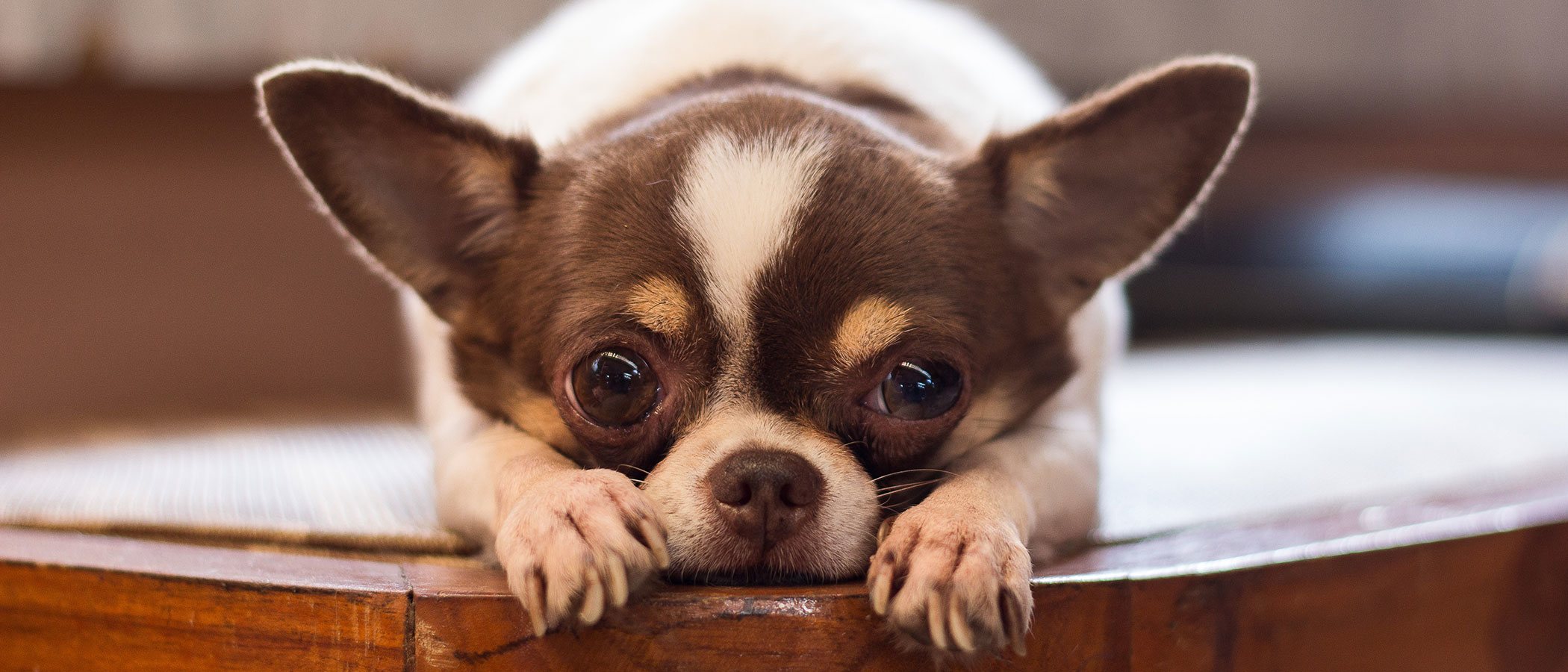 ¿Qué es el síndrome del perro pequeño?