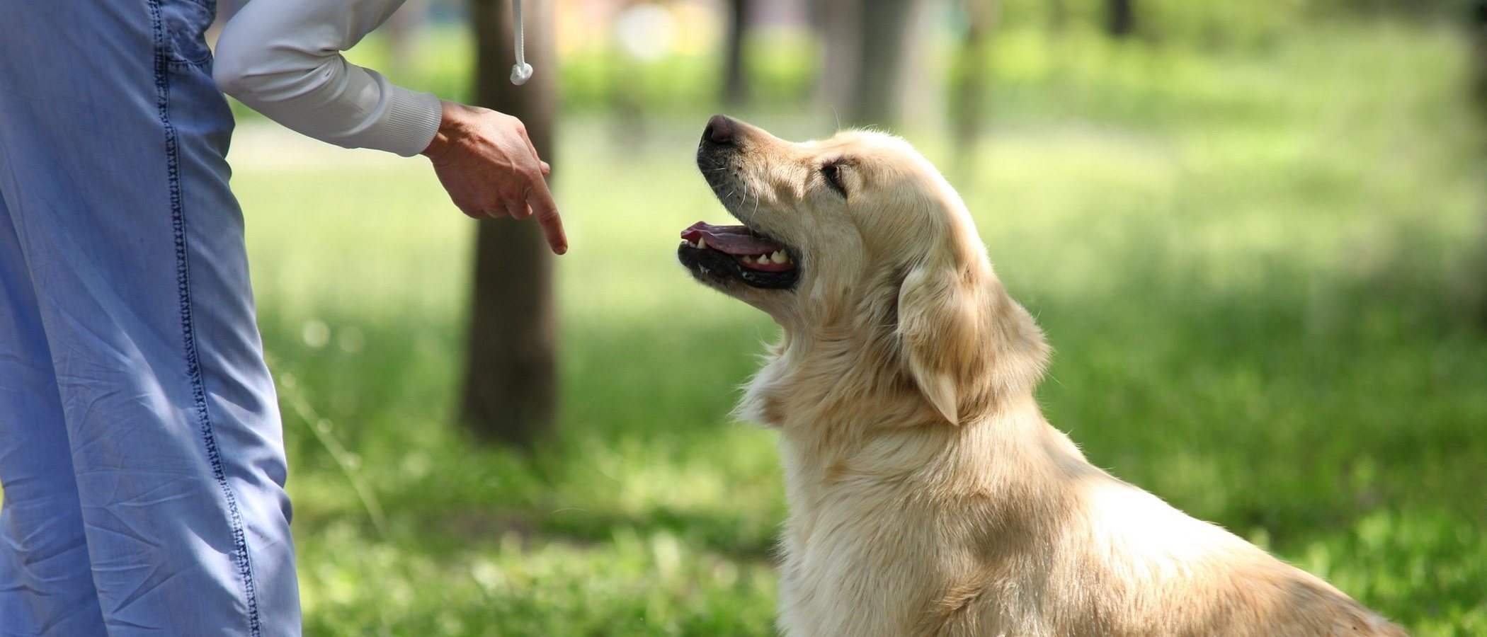 Cuándo recurrir a un adiestrador para educar a tu perro