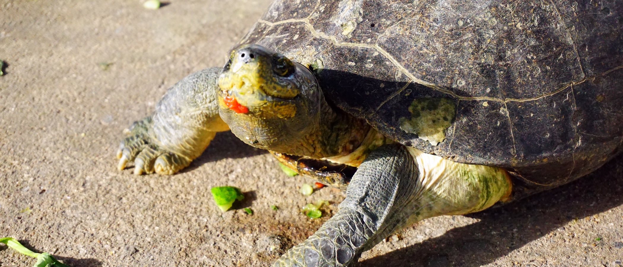 Cómo cuidar el caparazón de una tortuga de tierra