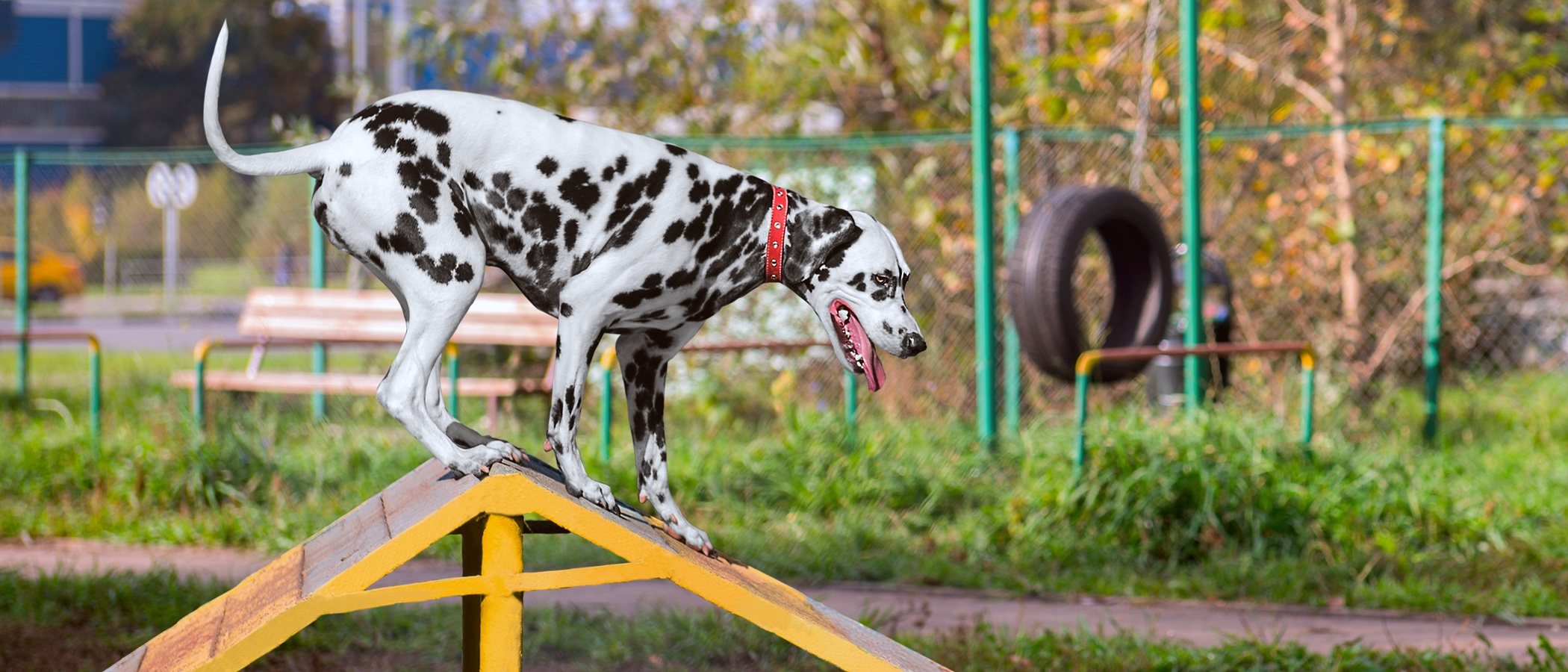 Diferencias entre adiestrador, educador canino y etólogo