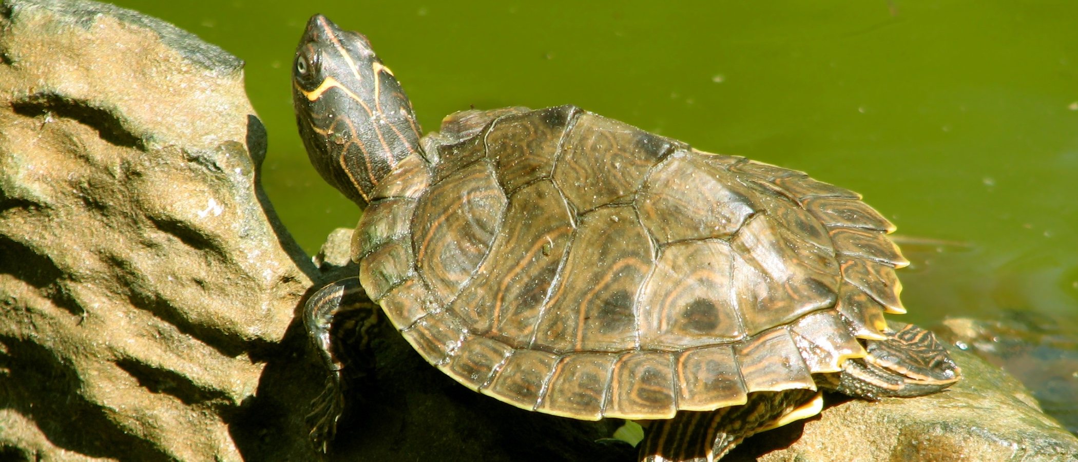 Cómo cuidar el caparazón de una tortuga de agua