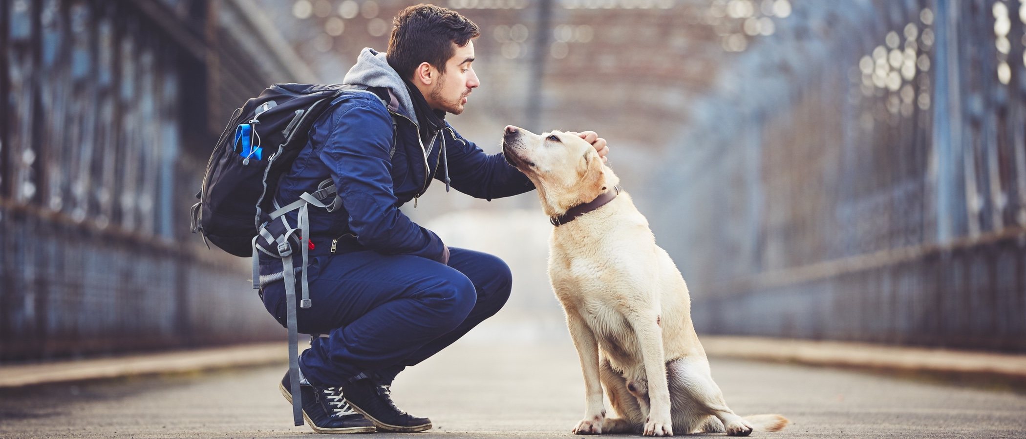 Vacunas y documentos necesarios para viajar con tu perro o gato al extranjero