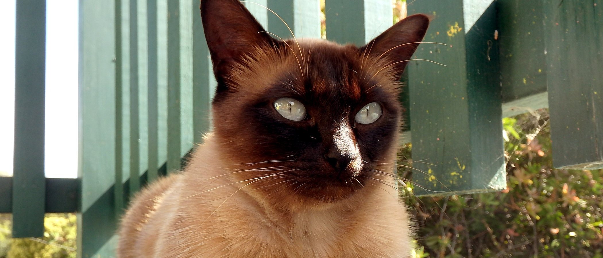 Razas de gato: Tonkinés