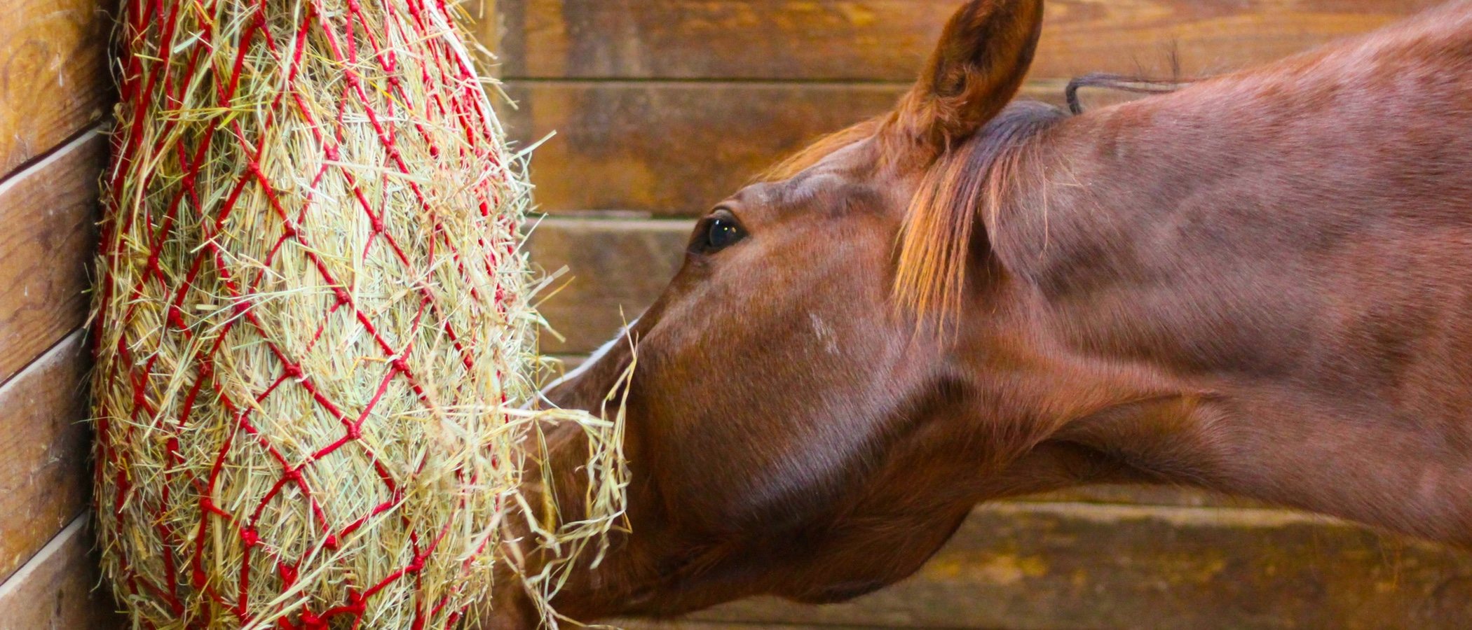 Alimentación de los caballos: consejos y recomendaciones