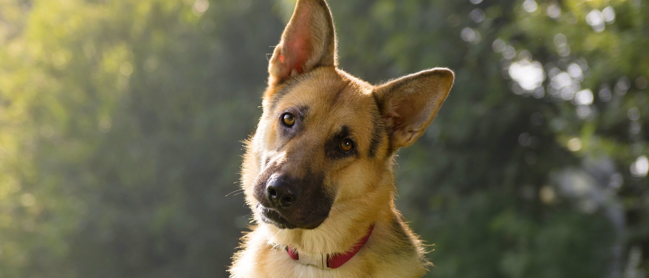 ¿Por qué los perros ladean la cabeza cuando les hablamos?