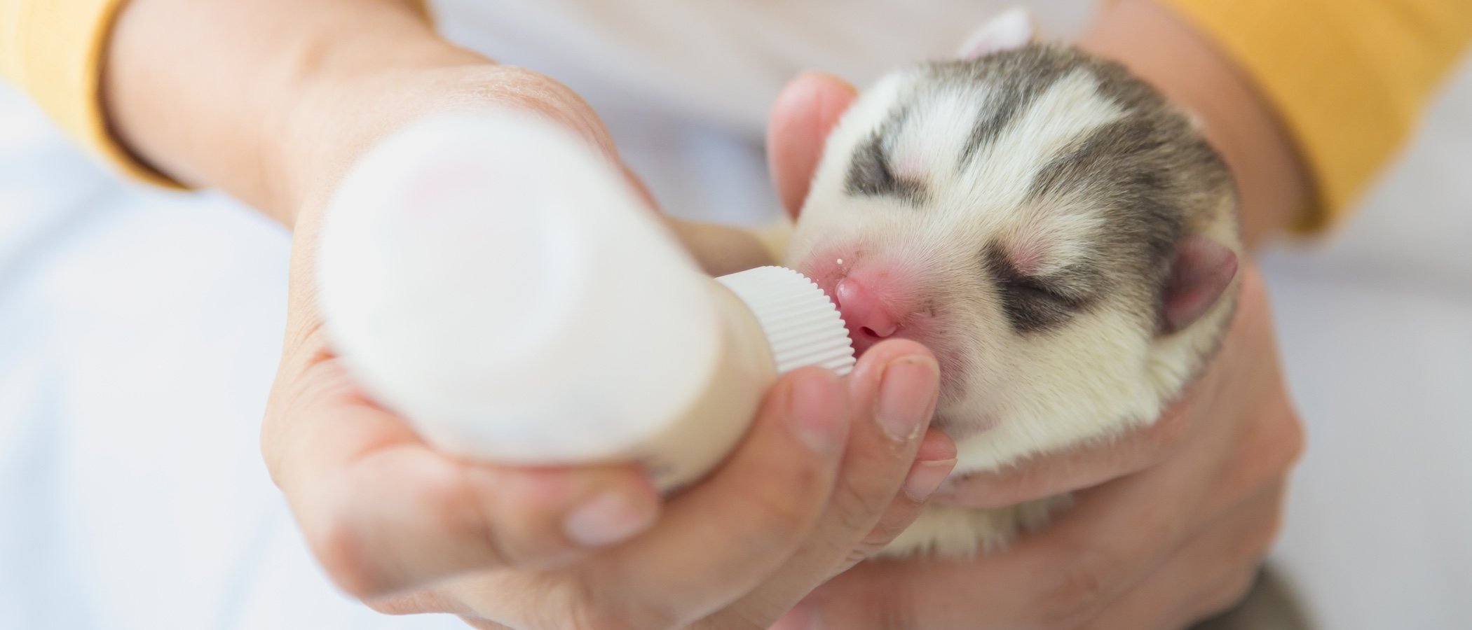 Cómo dar de comer a un cachorro con biberón