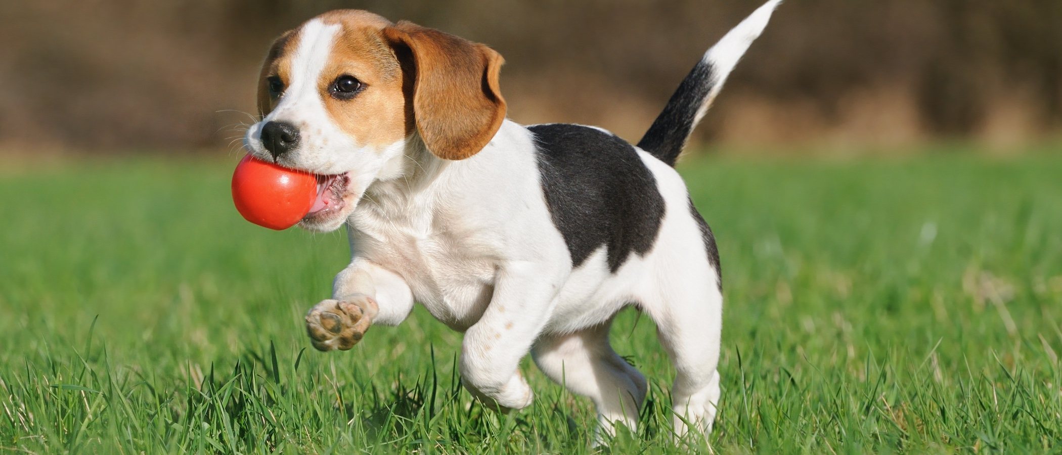 Cómo potenciar la inteligencia de los perros