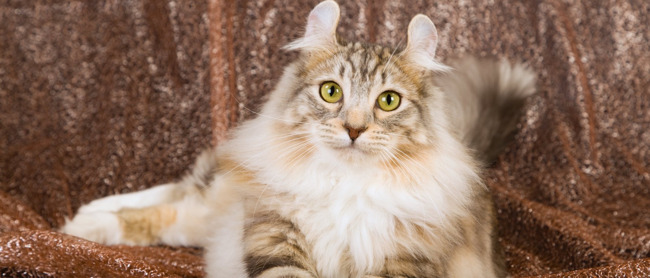 American curl: conoce todo sobre esta raza de felino