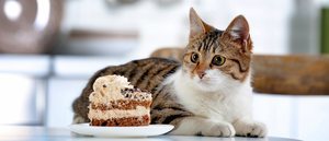 Recetas de tartas para gatos