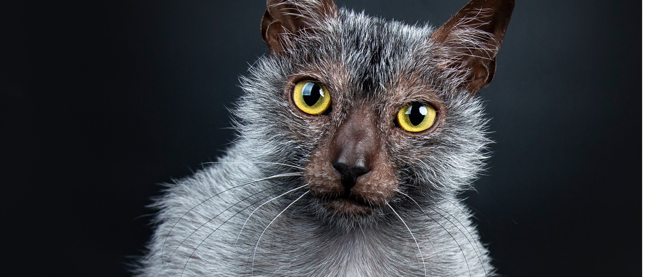 Lykoi o gato lobo: conoce todo sobre esta raza de felino