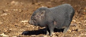 CÃ³mo diferenciar un cerdo vietnamita de un mini pig