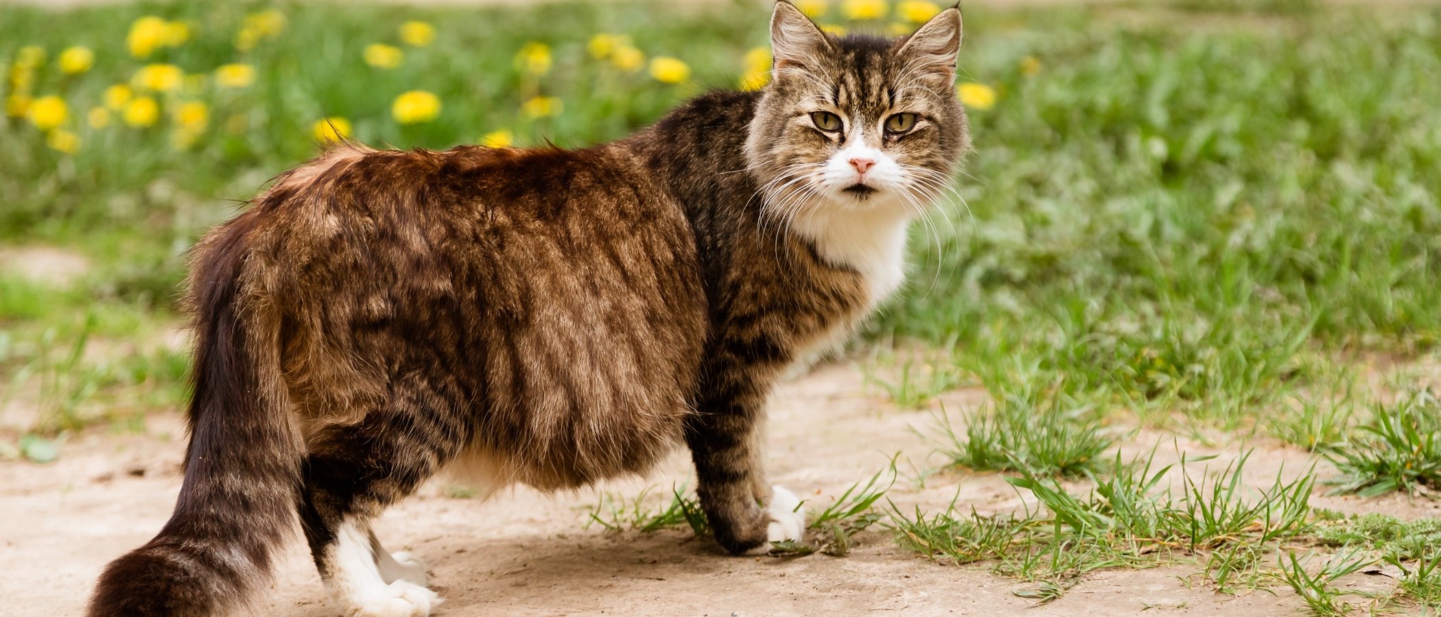 Cómo cuidar a una gata embarazada: trucos y consejos