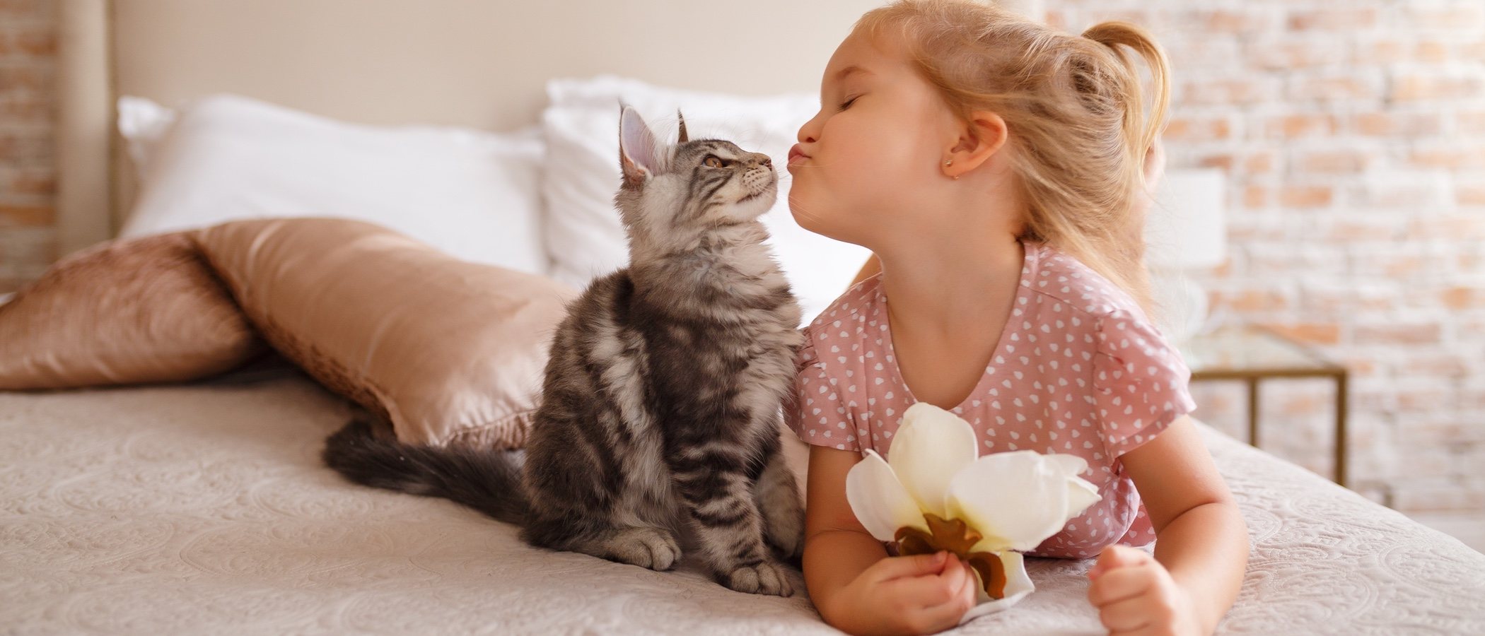 Razas de gatos que tienen menos enfermedades