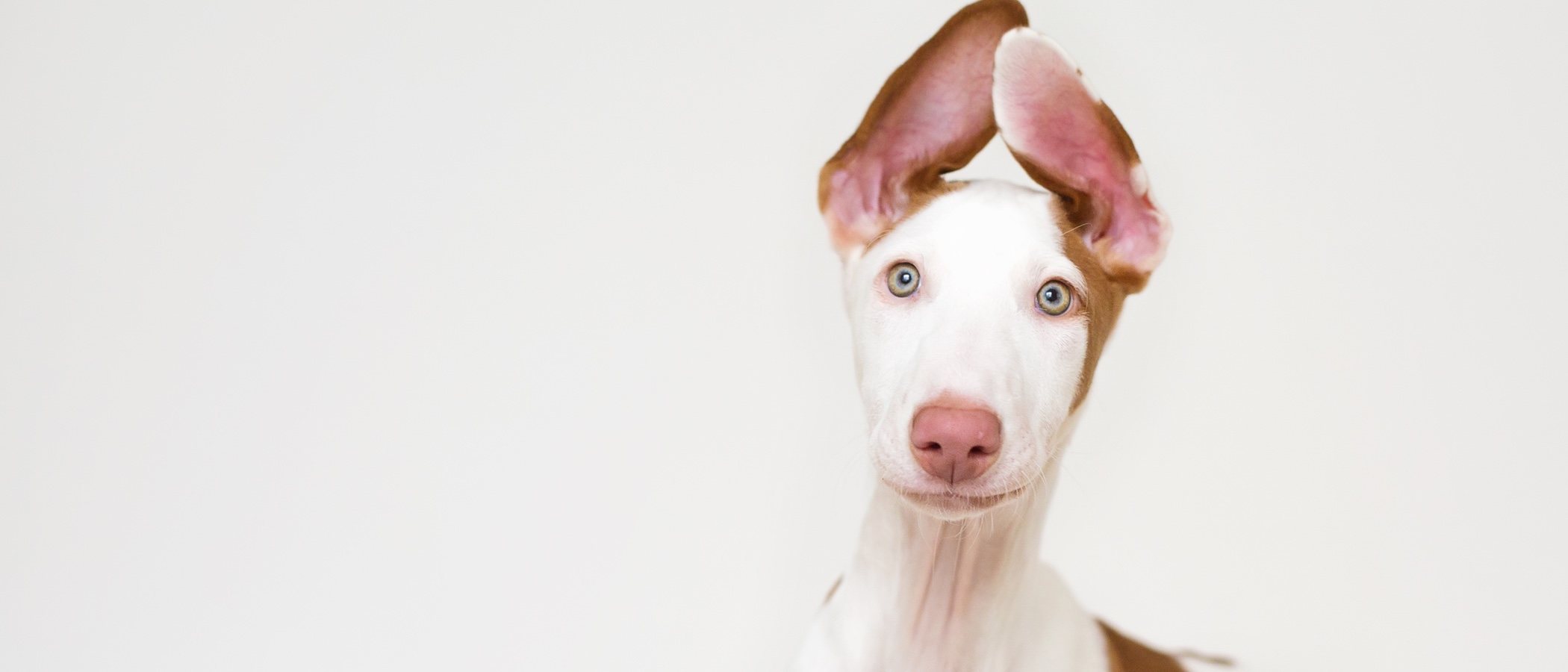 Razas de perro: Podenco