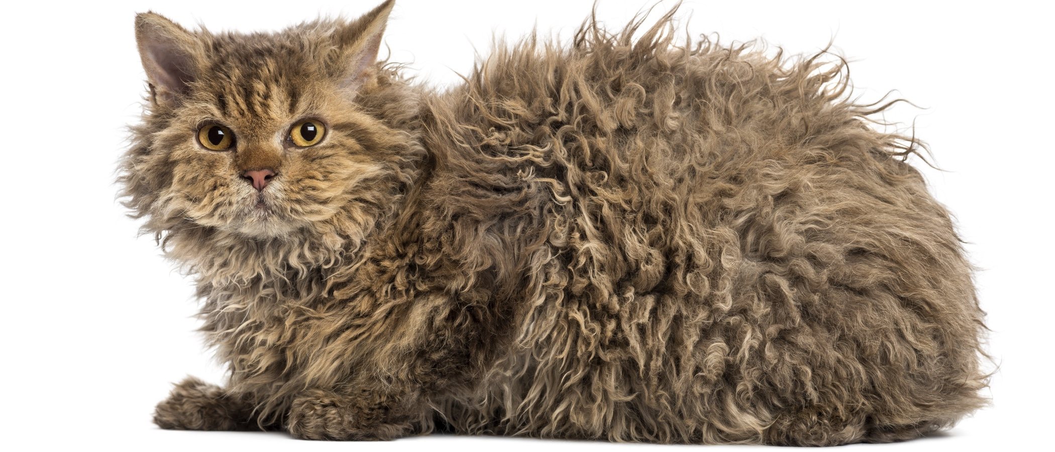 Razas de gato: Selkirk Rex