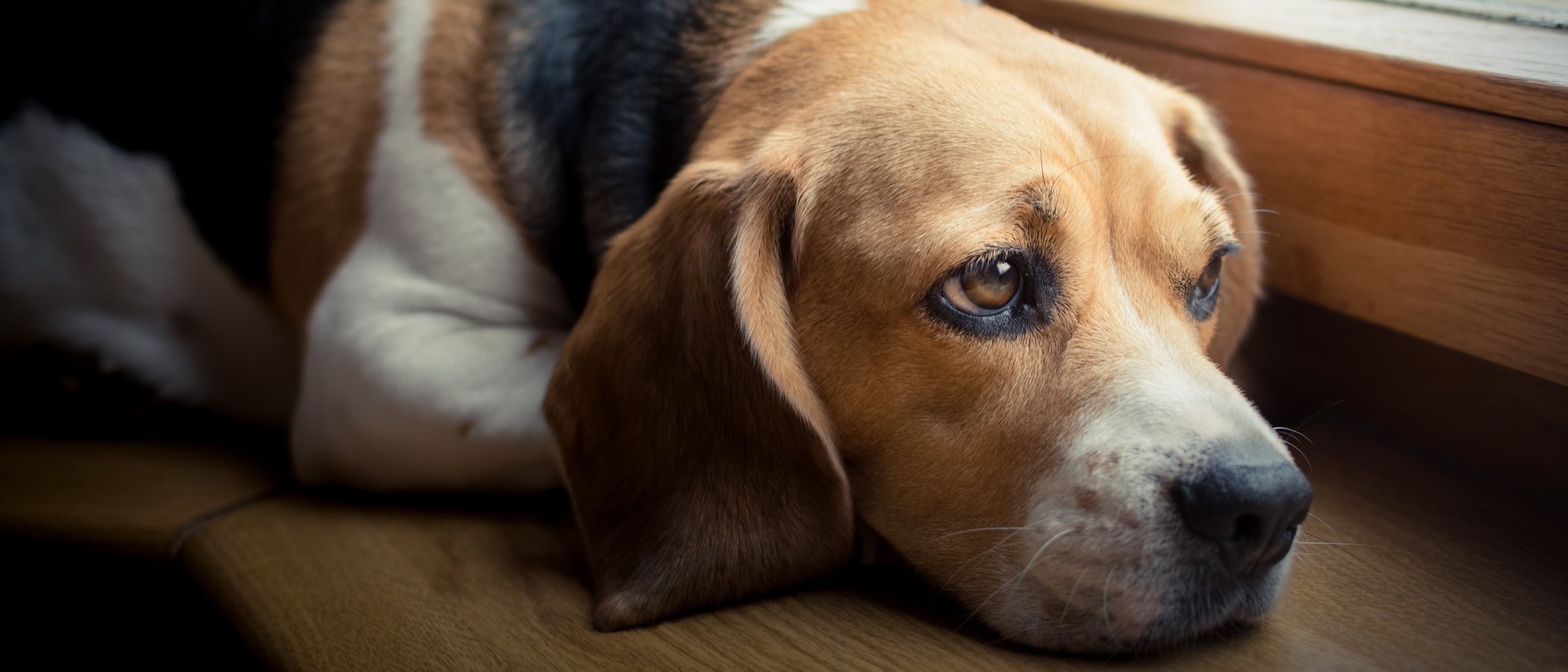 Mastocitoma canino: qué es y cómo se trata