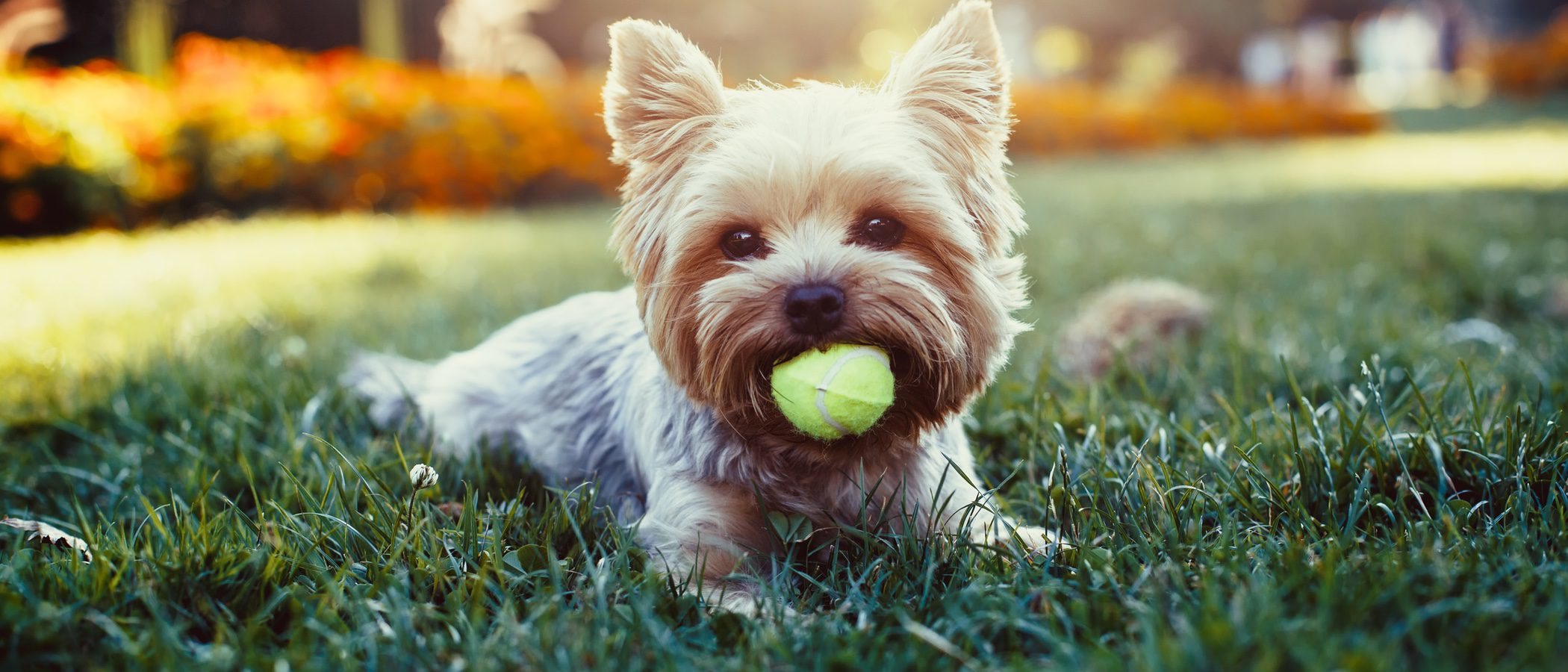 Las razas de perro más limpias