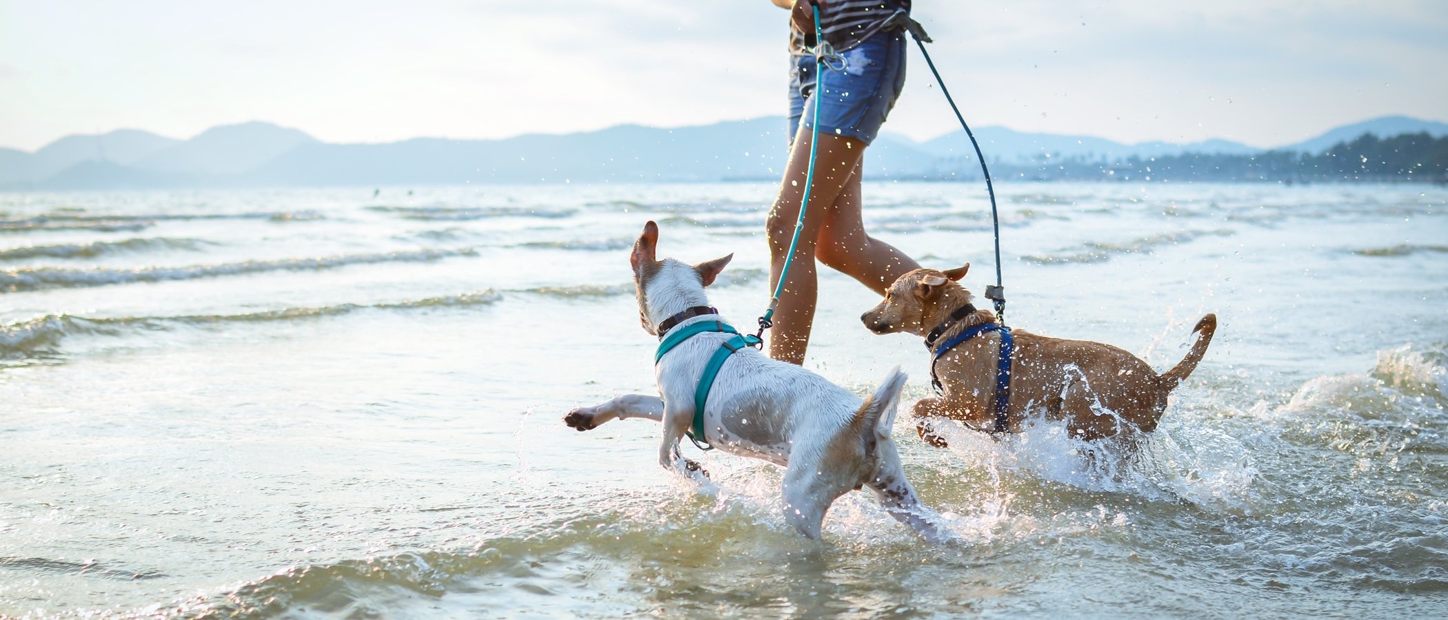 Ejercicio para perros adultos: trucos y consejos